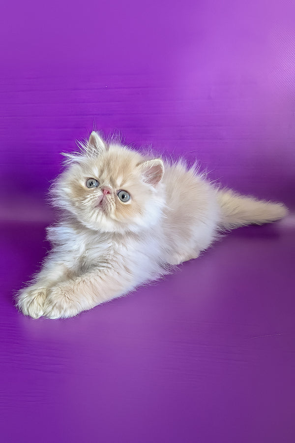 Toto | Persian Kitten