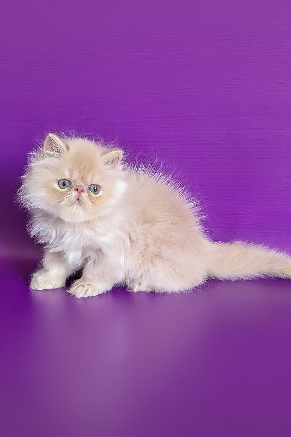 Toto | Persian Kitten