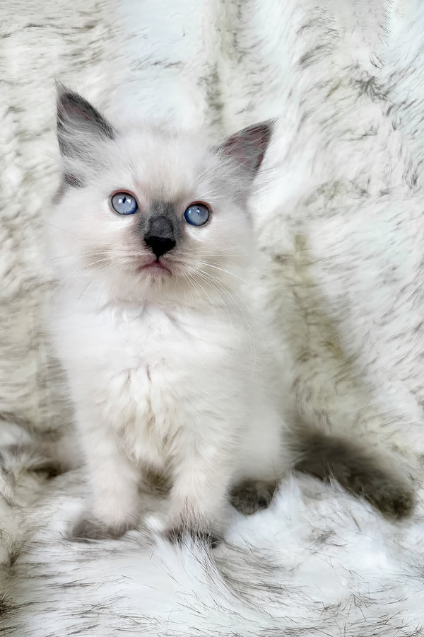 Trinity | Ragdoll Kitten