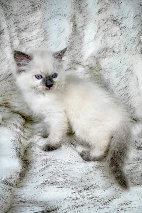 Trinity | Ragdoll Kitten