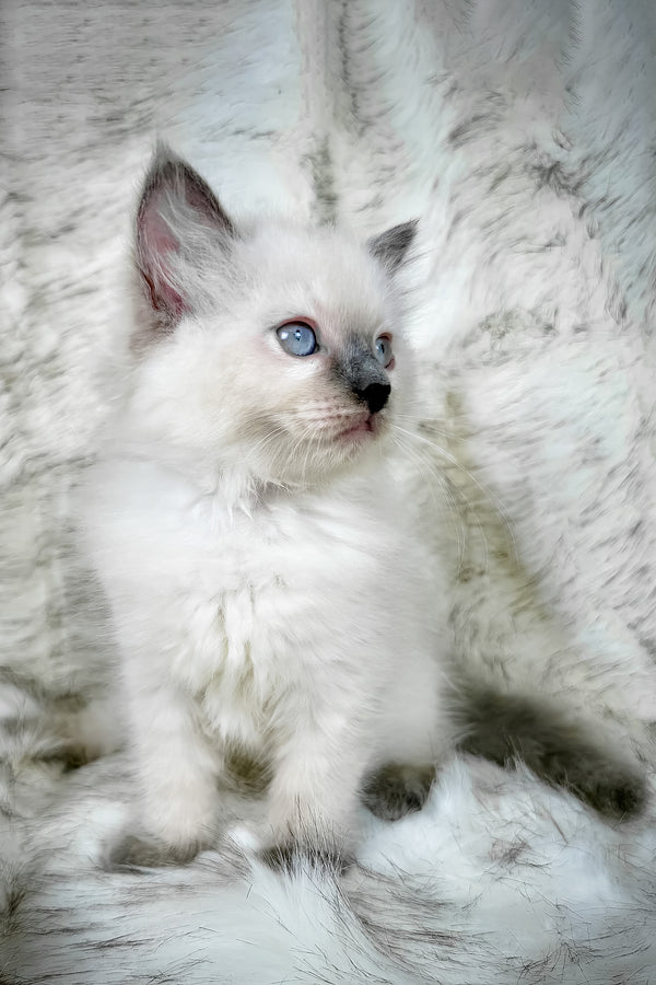 Trinity | Ragdoll Kitten
