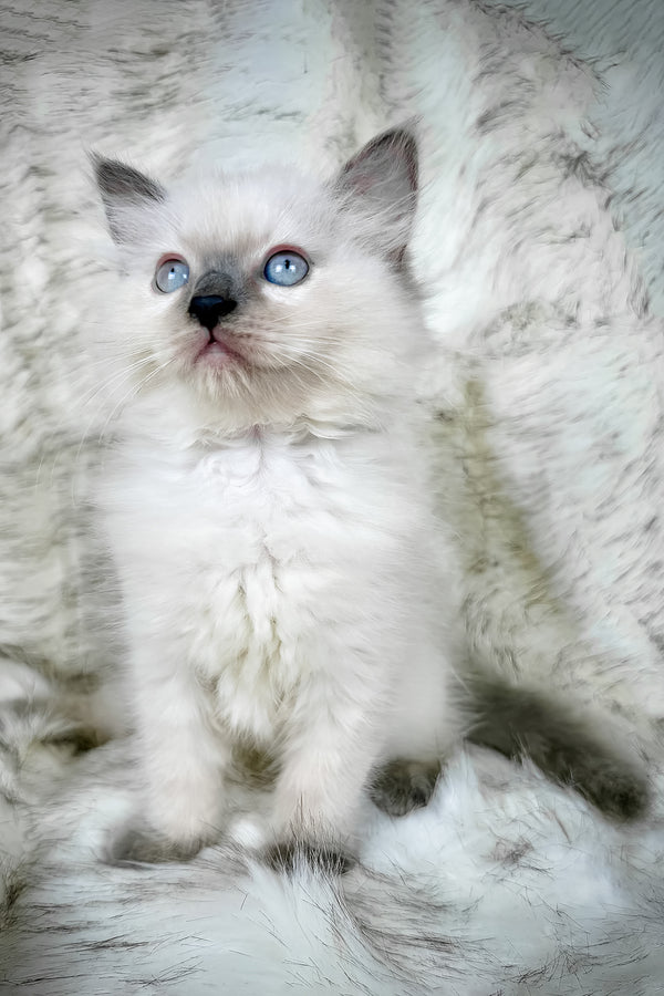 Trinity | Ragdoll Kitten