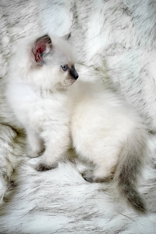 Trinity | Ragdoll Kitten