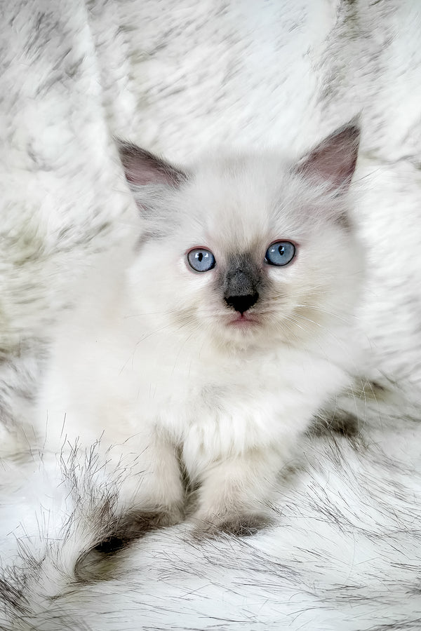 Trinity | Ragdoll Kitten