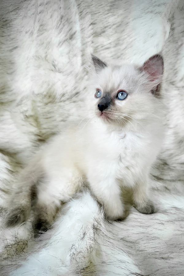 Trinity | Ragdoll Kitten