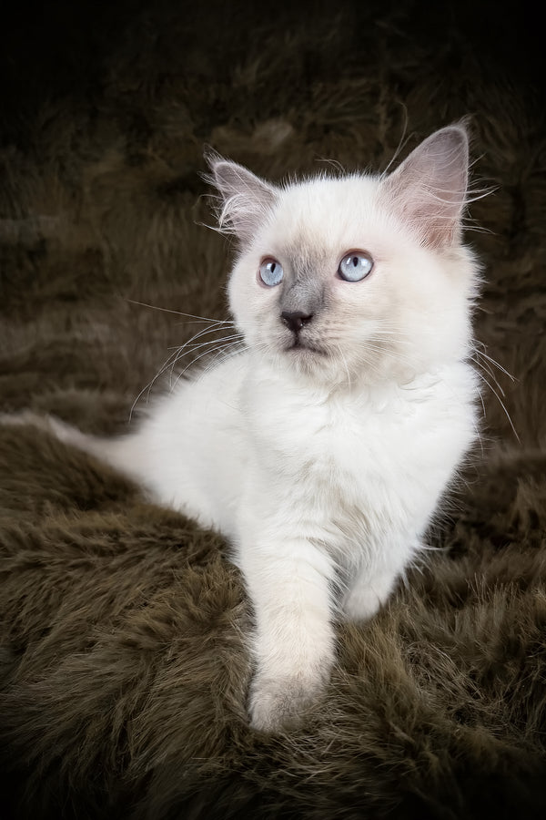 Trinity | Ragdoll Kitten