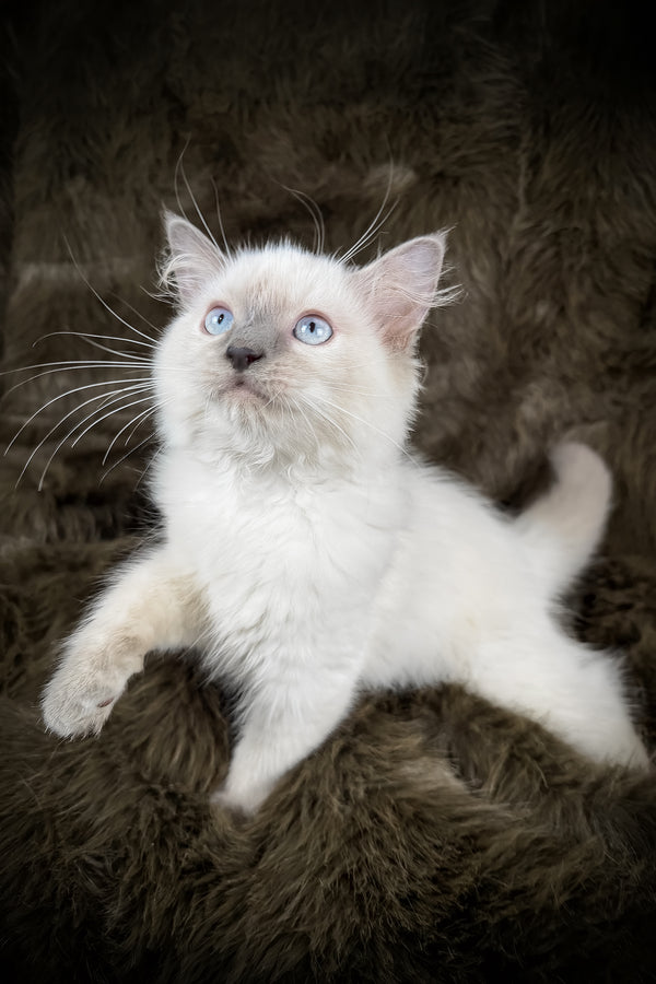 Trinity | Ragdoll Kitten