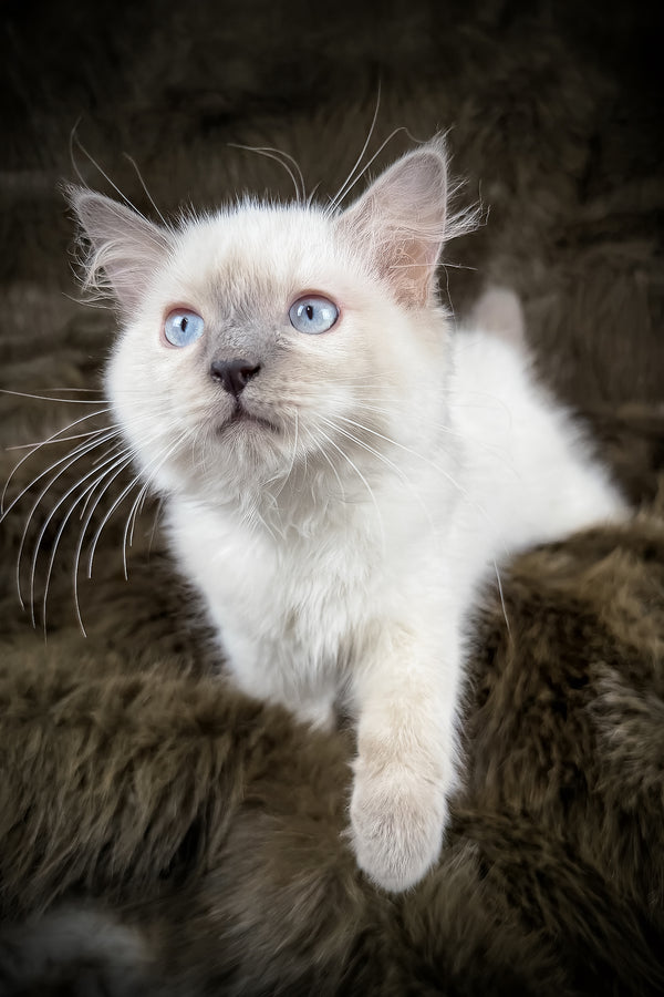 Trinity | Ragdoll Kitten
