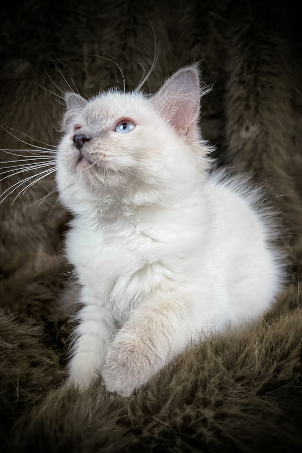 Trinity | Ragdoll Kitten