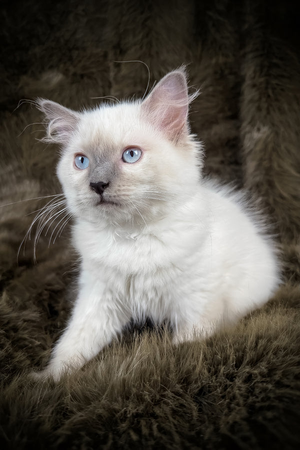 Trinity | Ragdoll Kitten