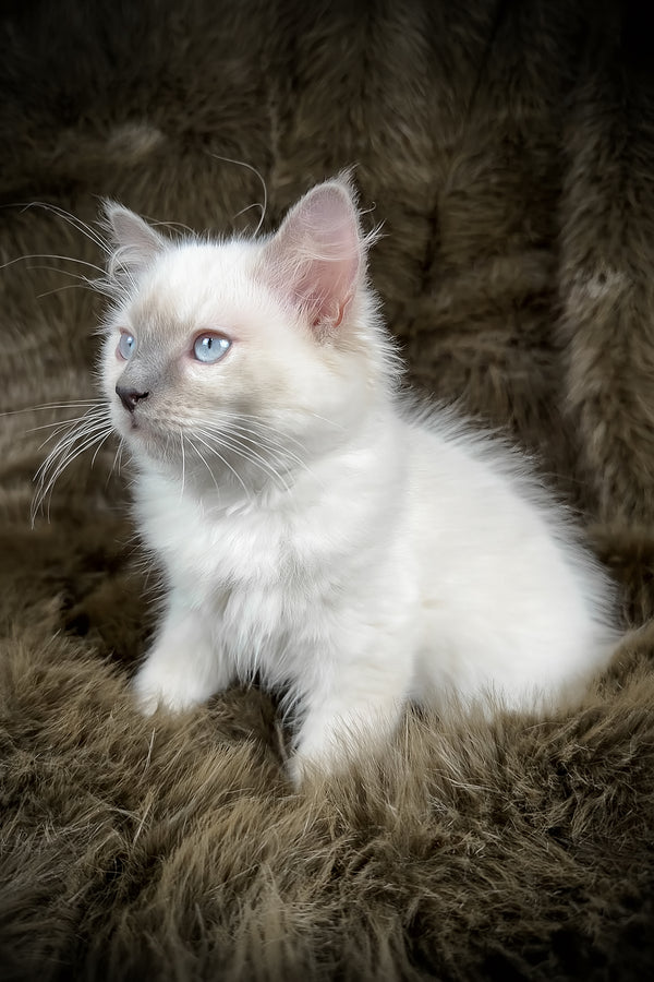 Trinity | Ragdoll Kitten
