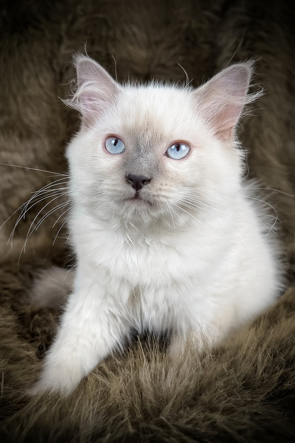Trinity | Ragdoll Kitten