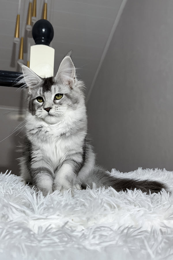 Triss | Maine Coon Kitten