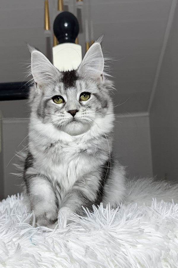 Triss | Maine Coon Kitten