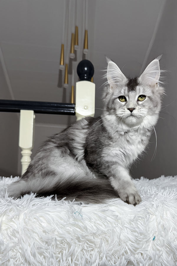 Triss | Maine Coon Kitten