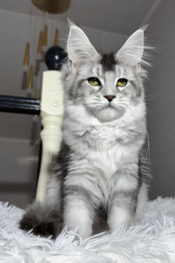 Triss | Maine Coon Kitten