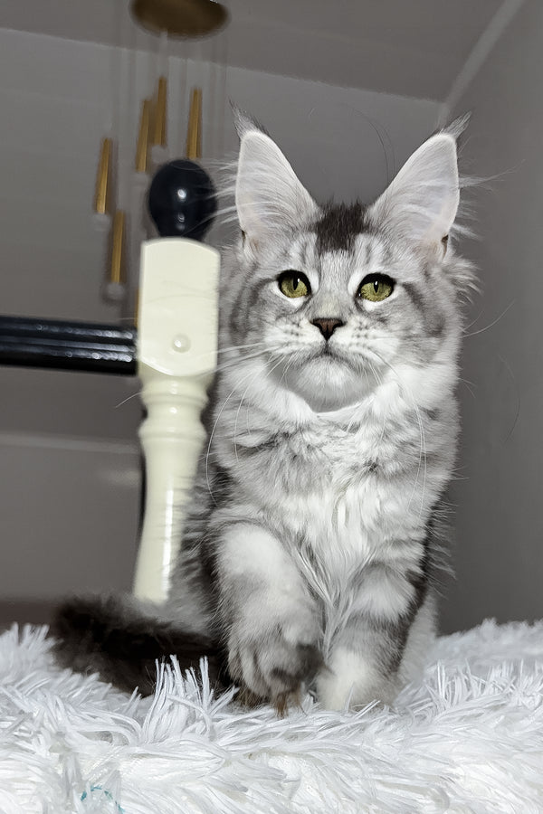 Triss | Maine Coon Kitten