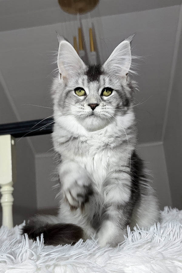 Triss | Maine Coon Kitten