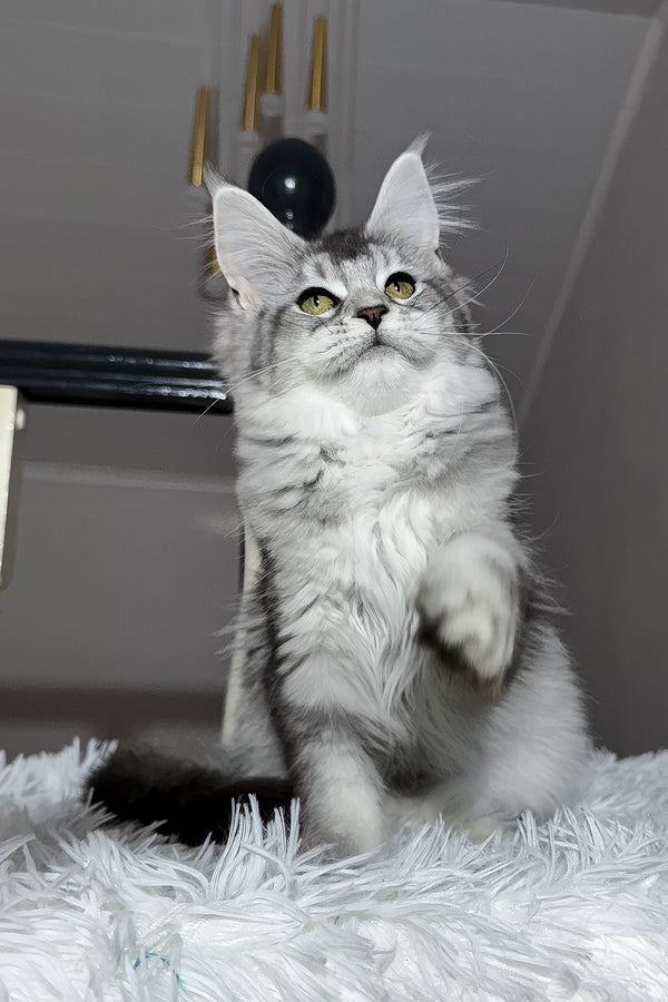 Triss | Maine Coon Kitten