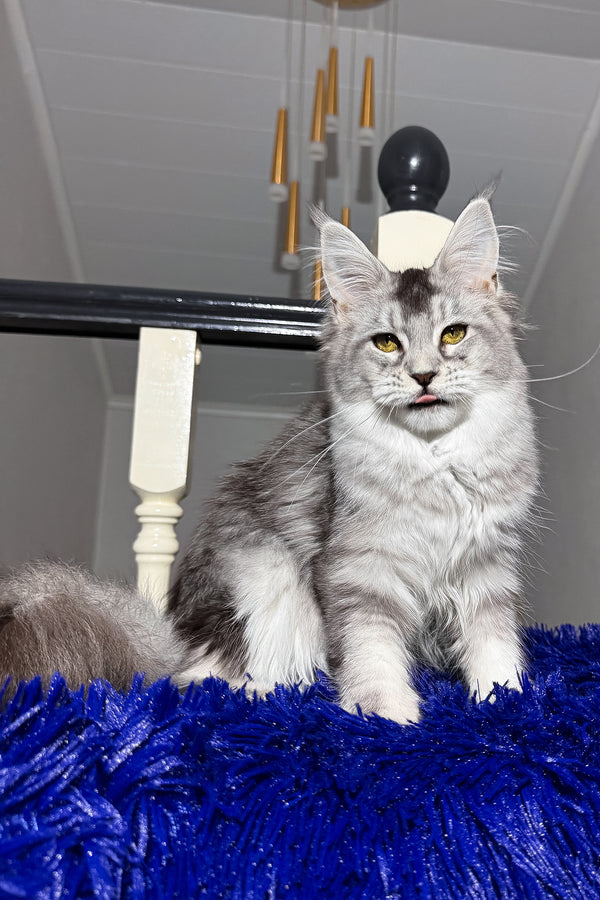 Triss | Maine Coon Kitten