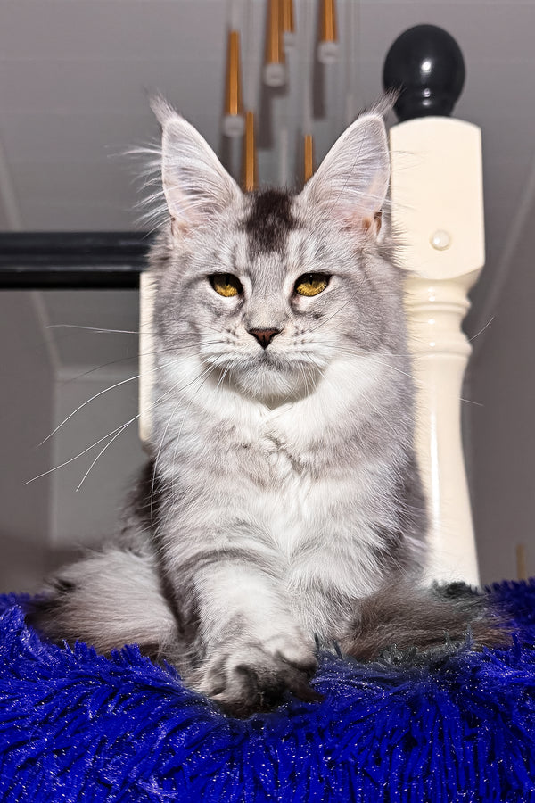 Triss | Maine Coon Kitten