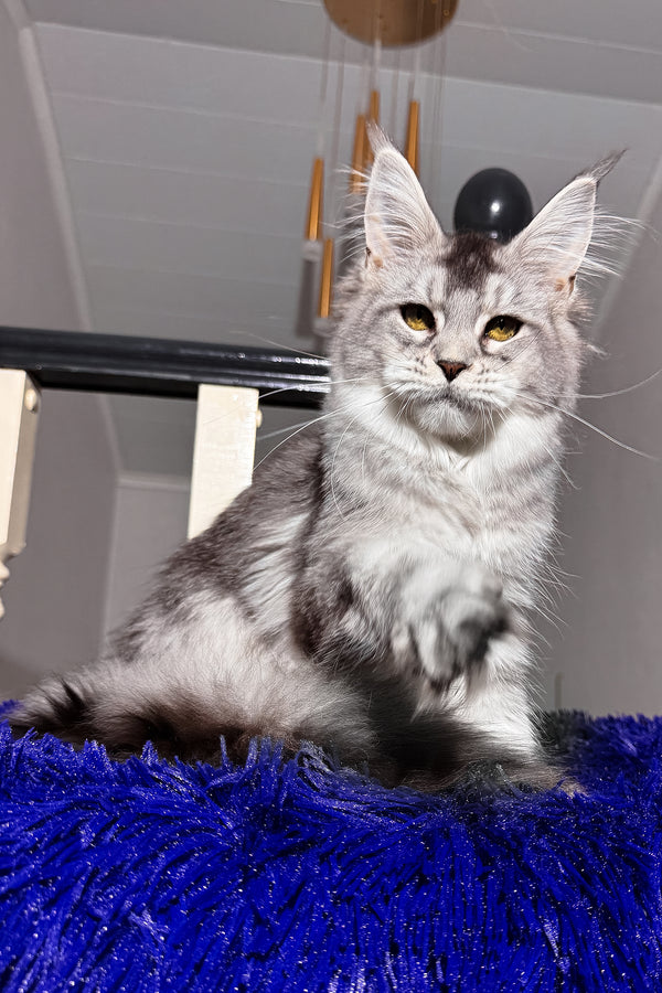 Triss | Maine Coon Kitten
