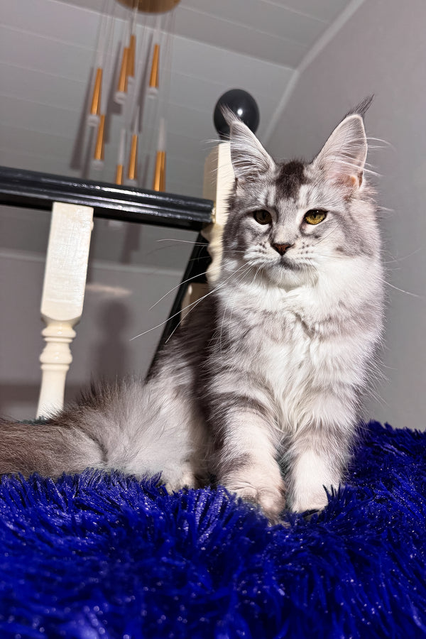 Triss | Maine Coon Kitten