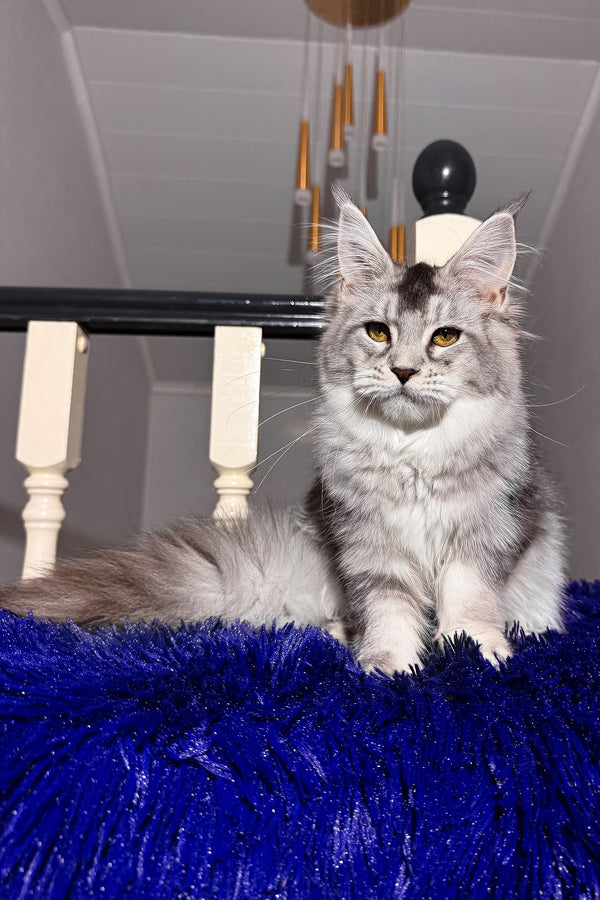 Triss | Maine Coon Kitten