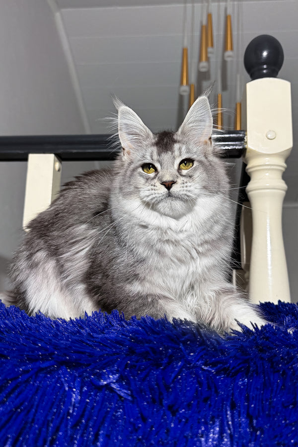 Triss | Maine Coon Kitten