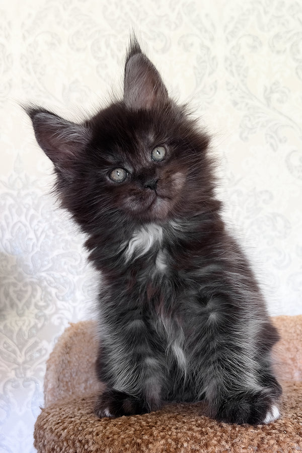Tsar | Maine Coon Kitten