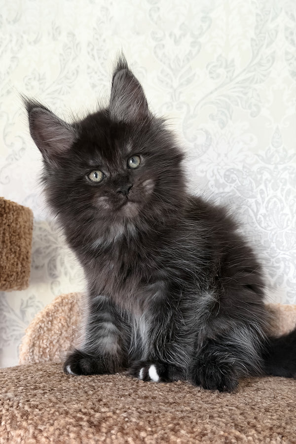Tsar | Maine Coon Kitten
