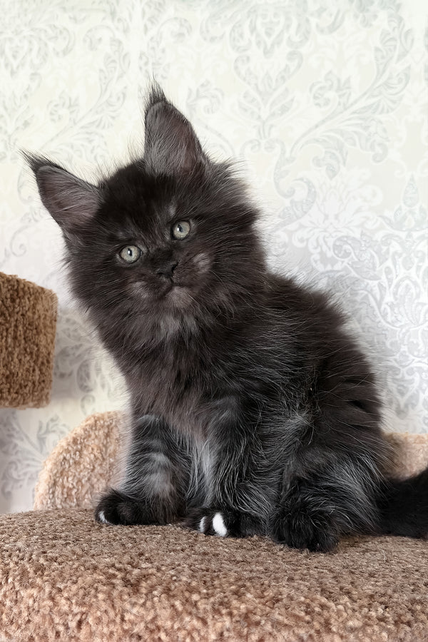 Tsar | Maine Coon Kitten
