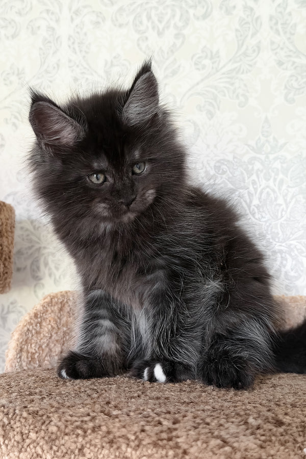 Tsar | Maine Coon Kitten