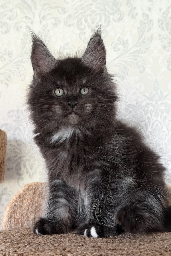 Tsar | Maine Coon Kitten