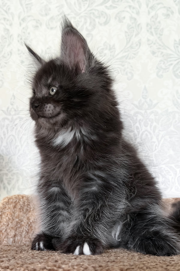 Tsar | Maine Coon Kitten
