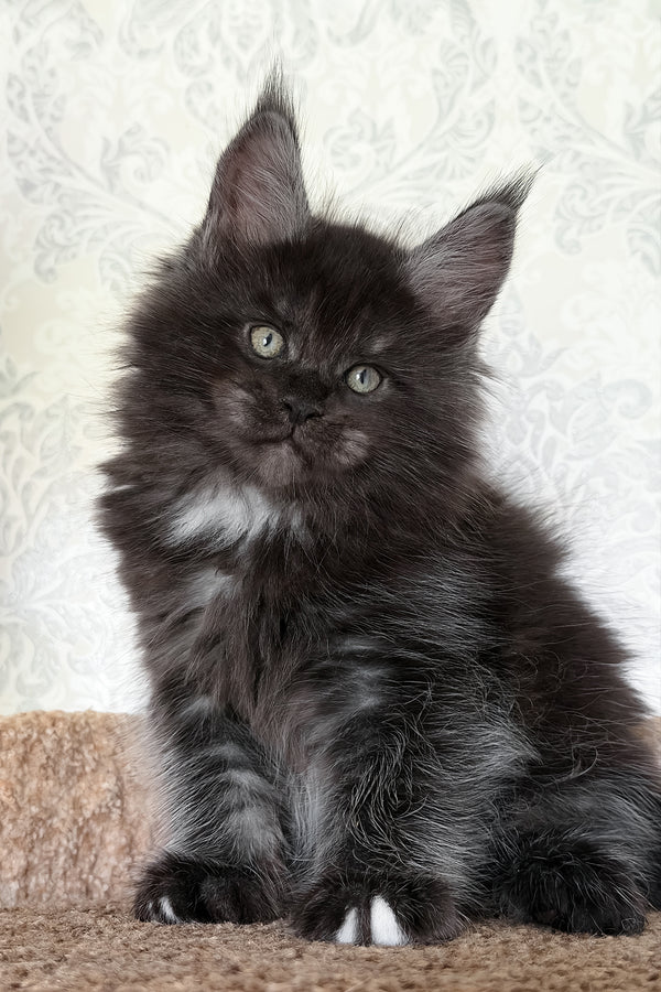 Tsar | Maine Coon Kitten