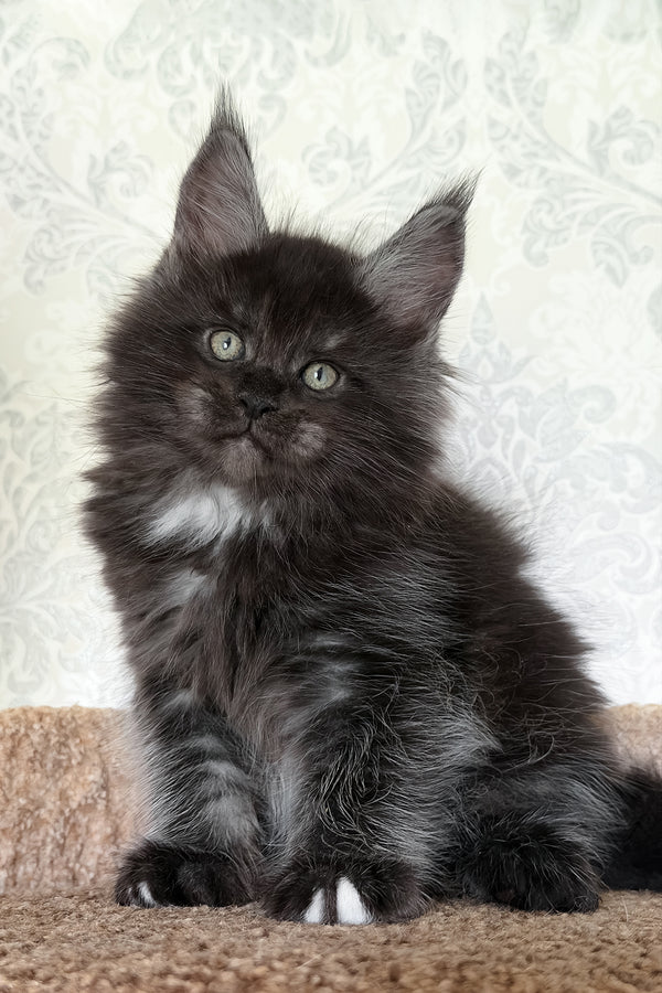 Tsar | Maine Coon Kitten