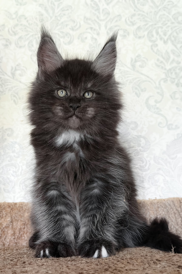Tsar | Maine Coon Kitten