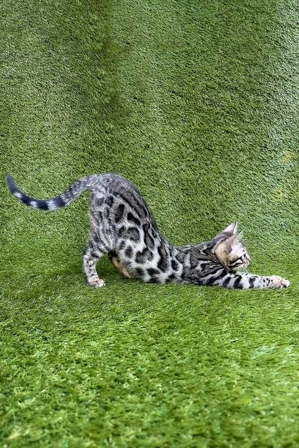 Tula | Bengal Kitten