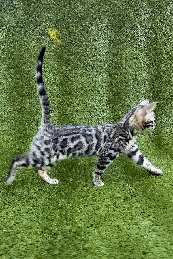 Tula | Bengal Kitten