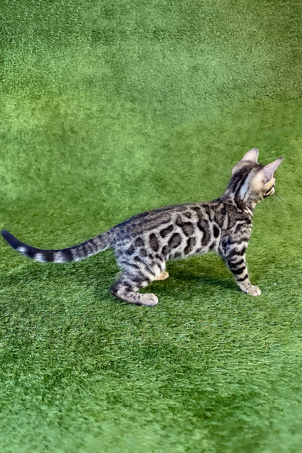 Tula | Bengal Kitten