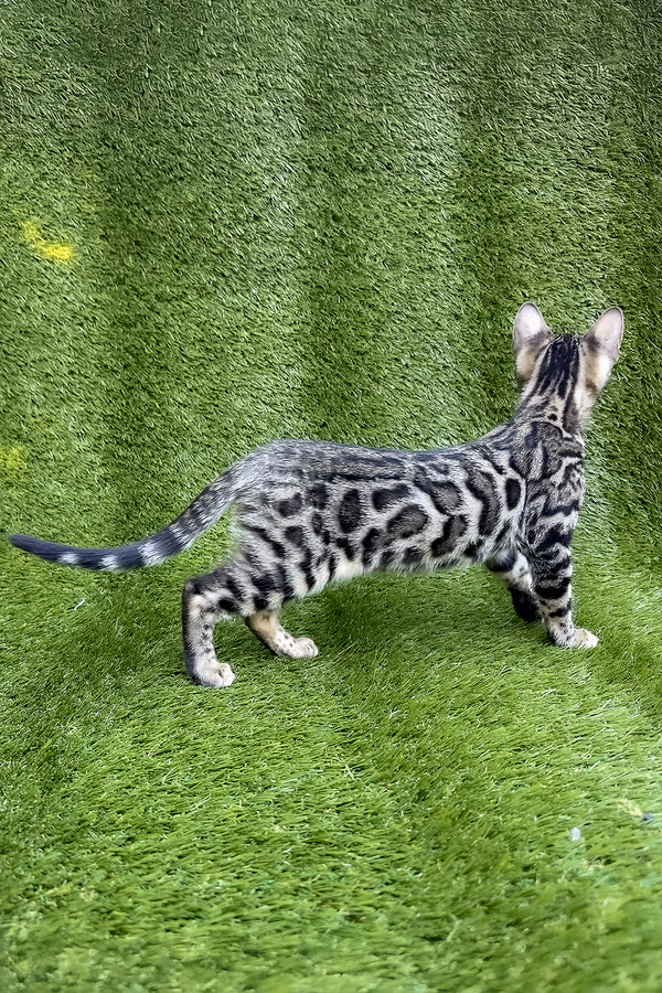 Tula | Bengal Kitten
