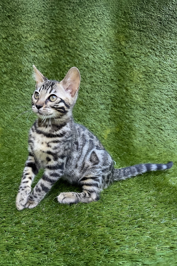 Tula | Bengal Kitten