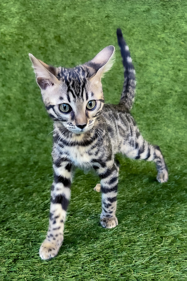 Tula | Bengal Kitten