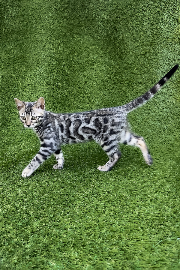 Tula | Bengal Kitten
