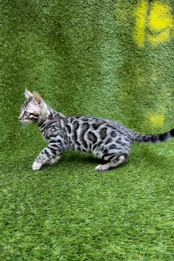 Tula | Bengal Kitten