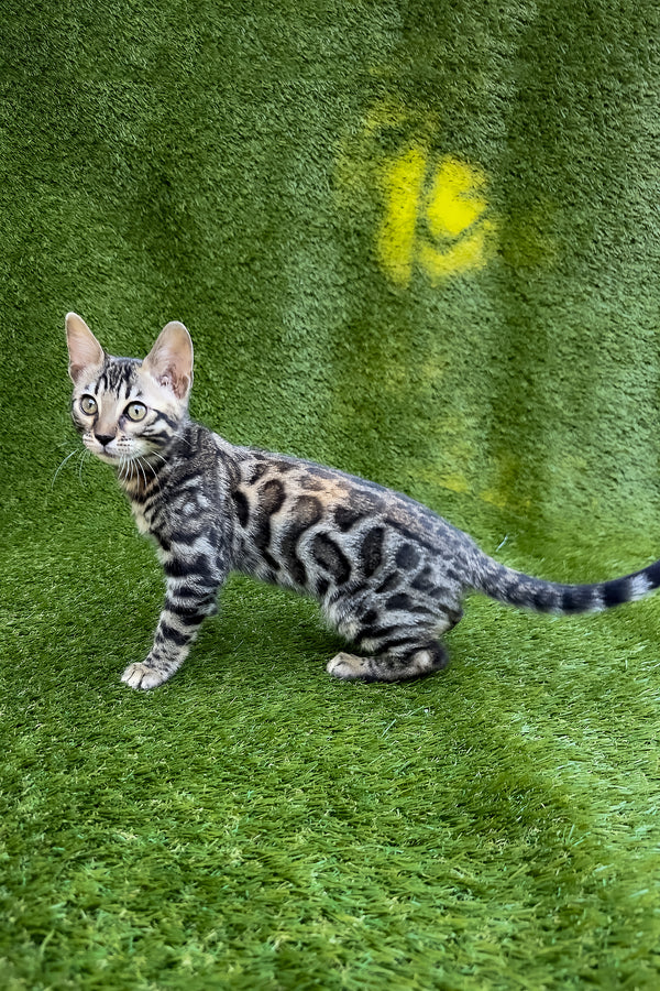 Tula | Bengal Kitten