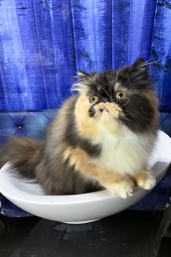 Tutsi | Persian Kitten