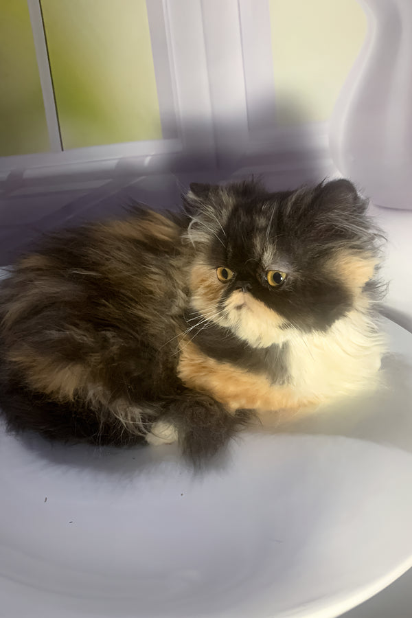 Tutsi | Persian Kitten