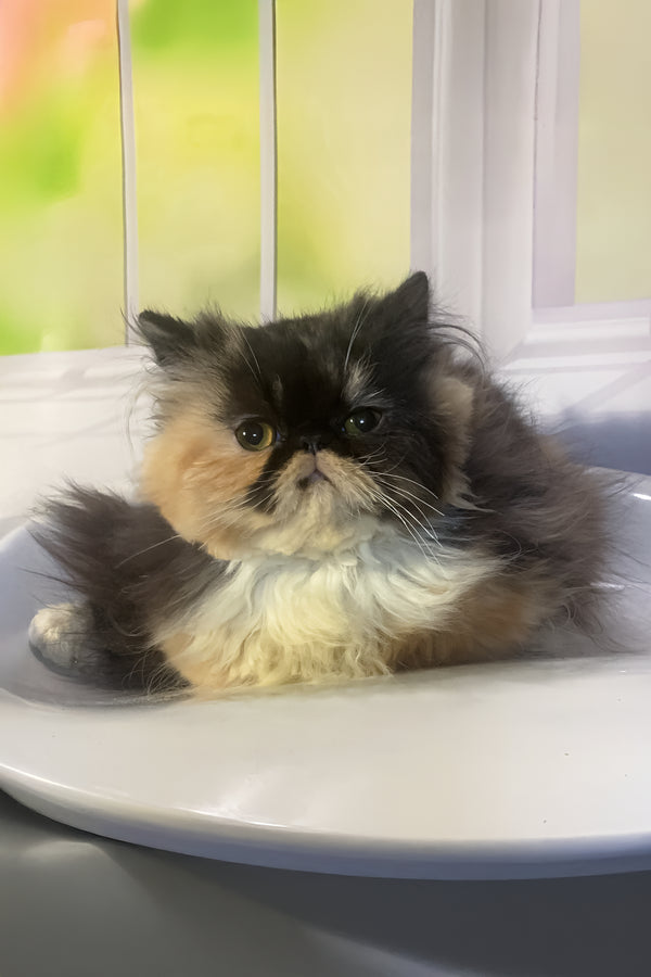 Tutsi | Persian Kitten